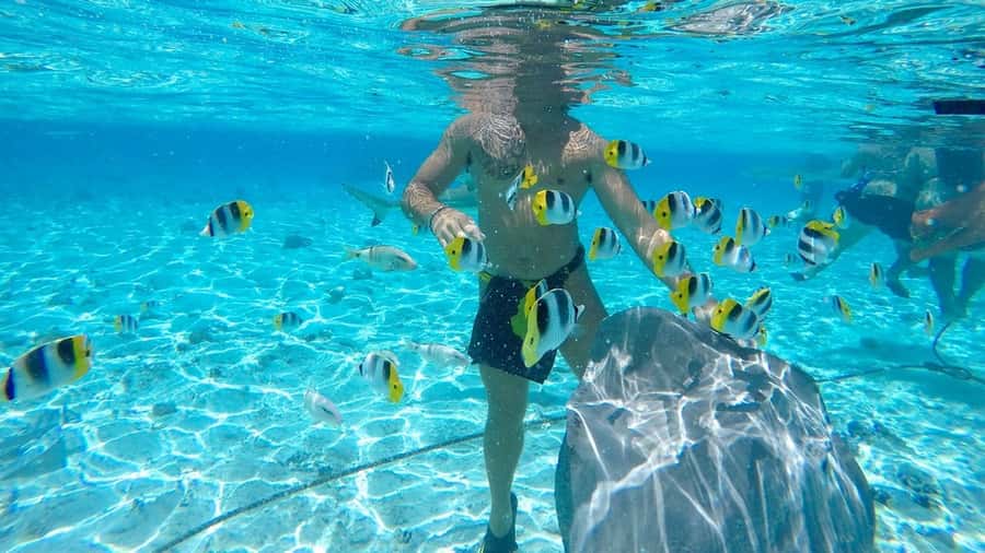 Bora Bora: Lagoon Tour and Snorkeling Experience - Stop three: blacktip and lemon sharks