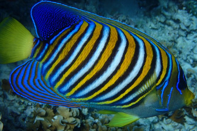 Bora Bora: Luxury Private Half Day Snorkeling Tour - What the 3.5-hour outing feels like