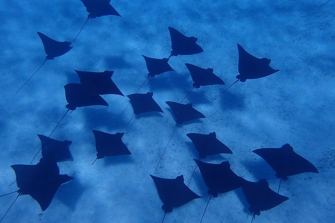 Bora Bora: Luxury Private Half Day Snorkeling Tour - Why the private format can be worth the price