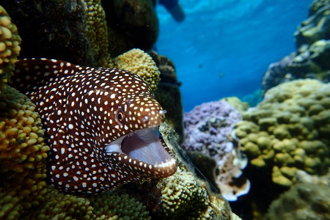 Bora Bora: Luxury Private Half Day Snorkeling Tour - Resort pickup makes the morning easier