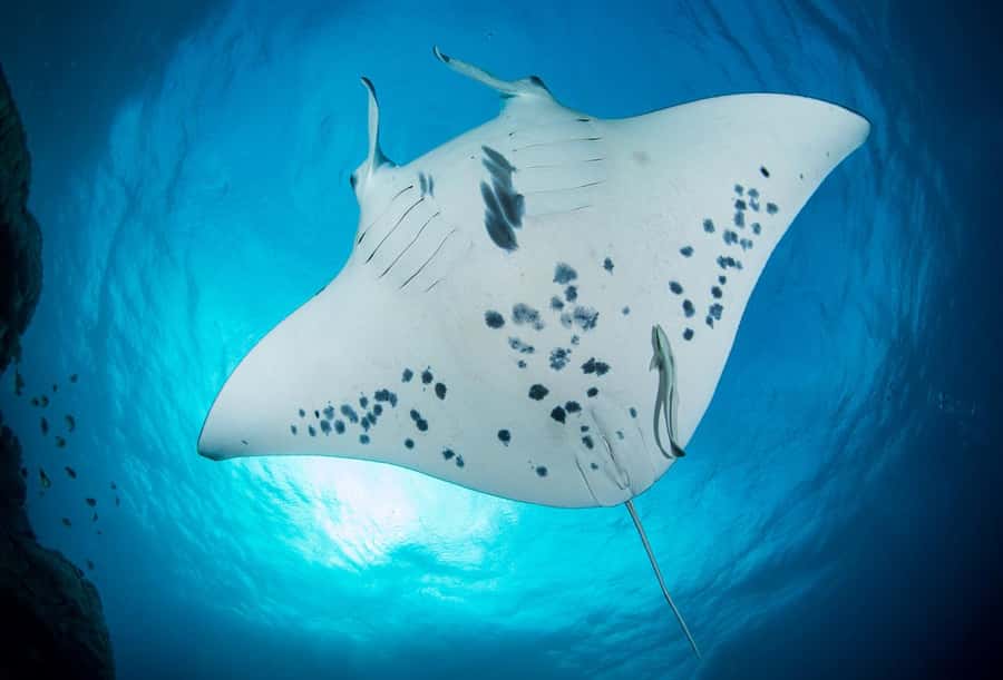 Bora Bora: Morning 2 tank dive for certified divers - Key points to know before booking