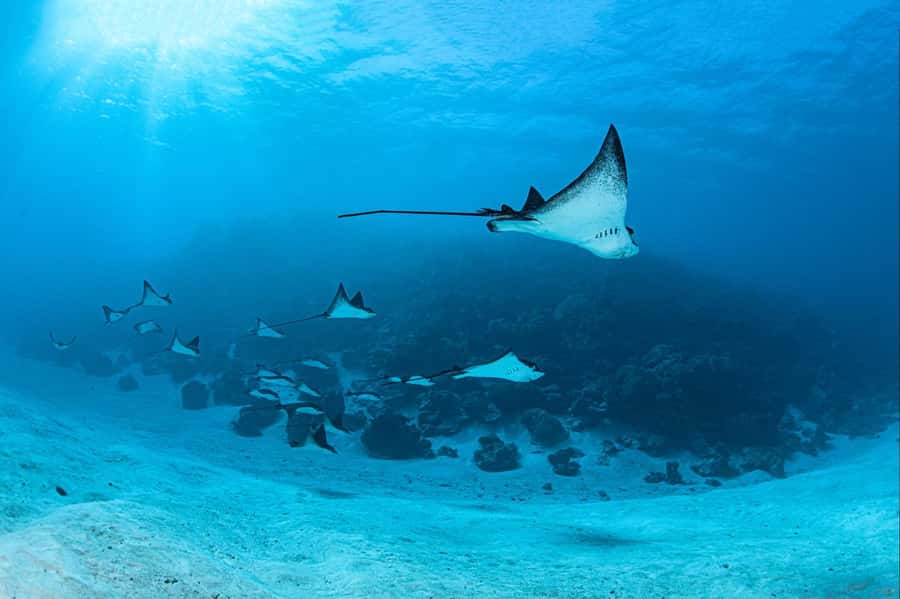 Bora Bora: Morning 2 tank dive for certified divers - Why this two-session morning works well in Bora Bora