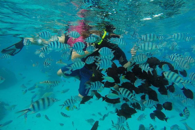 Bora Bora Private Lagoon Tours - Snorkeling, swimming, and marine life