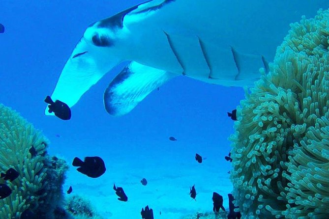 Bora Bora Private Lagoon Tours - Who will enjoy this lagoon tour most