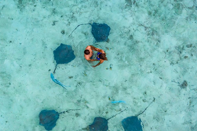 Bora Bora Snorkel Cruise by Polynesian Outrigger Canoe with BBQ Island Lunch - Swimming with black-tip sharks and stingrays