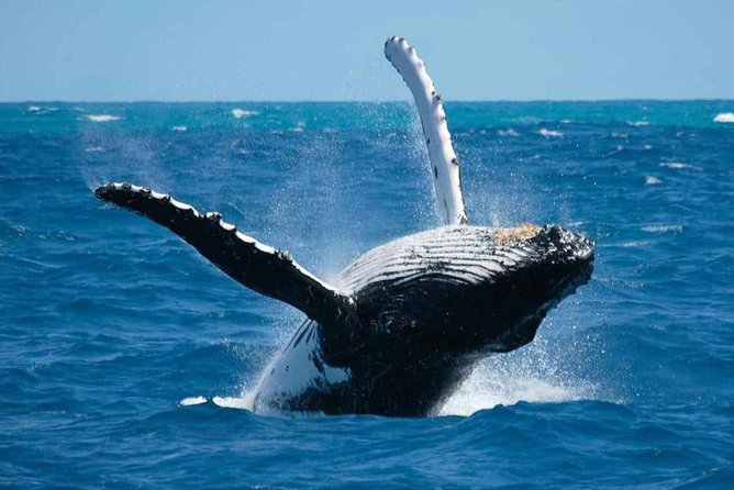Bora Bora Whale Watching - Key points to know before booking
