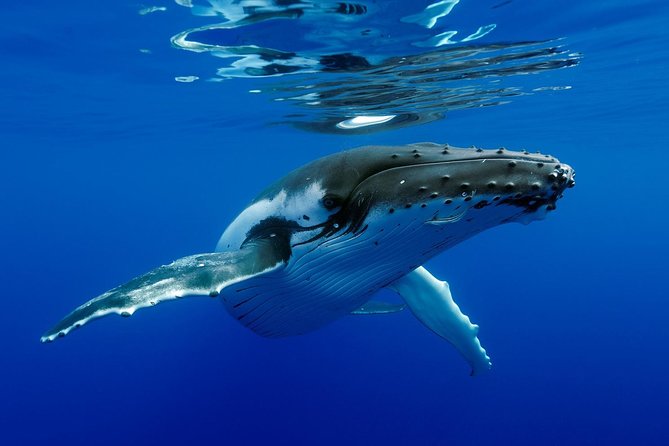 Bora Bora Whale Watching - Searching the Pacific from a 26-foot boat