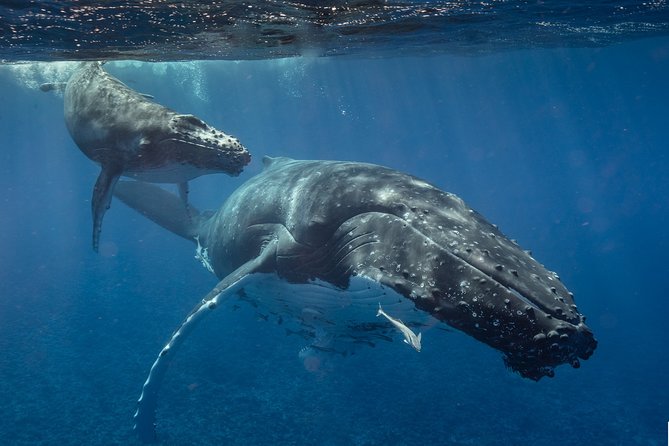 Bora Bora Whale Watching - The moment a whale appears
