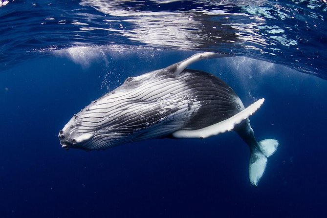 Bora Bora Whale Watching - What the small-group setup is really worth