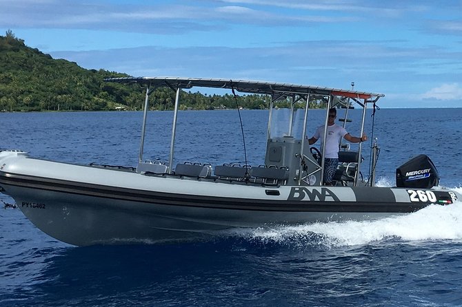 Bora Bora Whale Watching - How the timing affects your Bora Bora plans