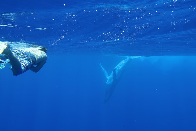 Bora Bora Whale Watching - Practical tips for getting more from the trip