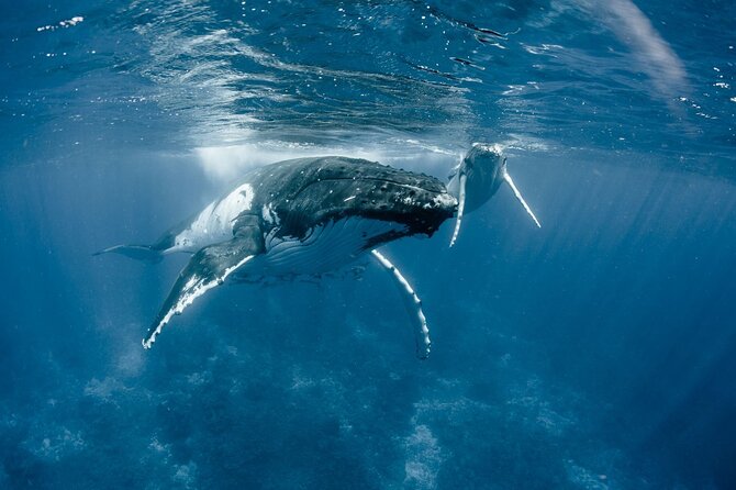 Bora Bora Whale Watching - What the hydrophone adds to whale watching