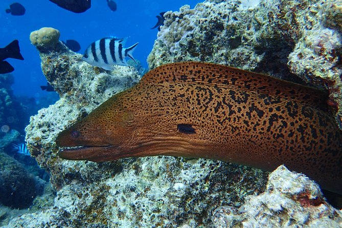 Combo Diving and Snorkeling Full Day Tour - Guides who shape the day