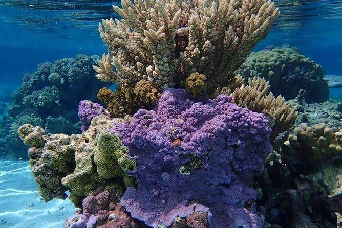 Combo Diving and Snorkeling Half-Day Tour - Following with two snorkel stops