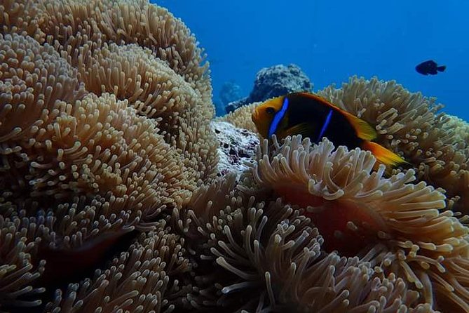 Combo Diving and Snorkeling Half-Day Tour - Why the private format matters