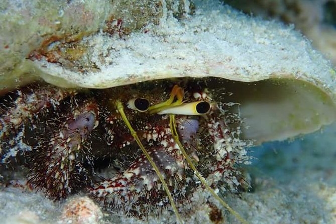 Combo Diving and Snorkeling Half-Day Tour - What the $950 price really buys