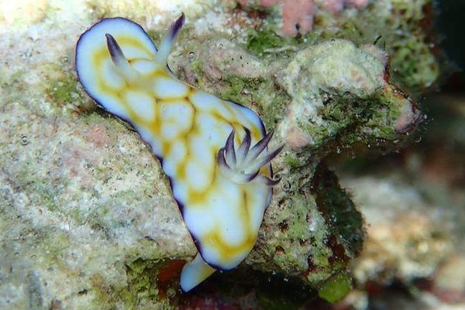 Combo Diving and Snorkeling Half-Day Tour - Who will enjoy this outing most