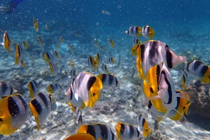 Combo Diving and Snorkeling Half-Day Tour - Timing, weather, and cancellation rules