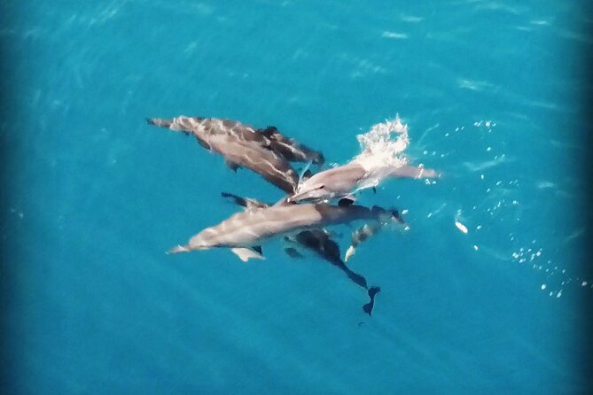 Combo Jet Ski Excursion + 4X4 Safari - The snorkeling stop near sharks and rays