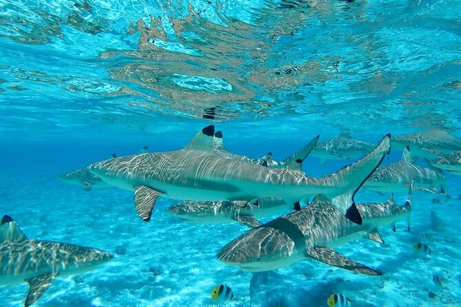 Combo snorkeling + motu lunch + jet ski group tour full day - A Polynesian lunch on a private motu