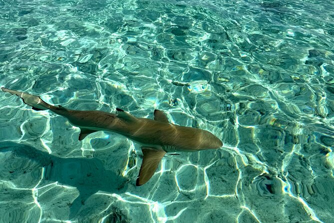 Crazy sea horse Bora Bora Comfortable boat, snorkeling and lunch - The jet boat ride is part of the attraction