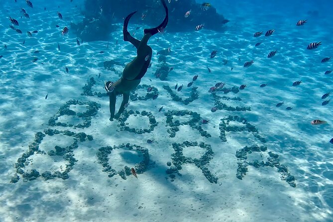 Crazyseahorseborabora Comfortable boat , sensational snorkeling . - Coral gardens and the help of the current