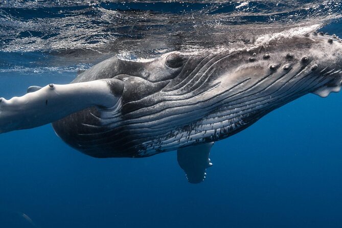 DEEP SEA FISHING 1/2 day (private group) - Included rods, lures, bait, and safety gear