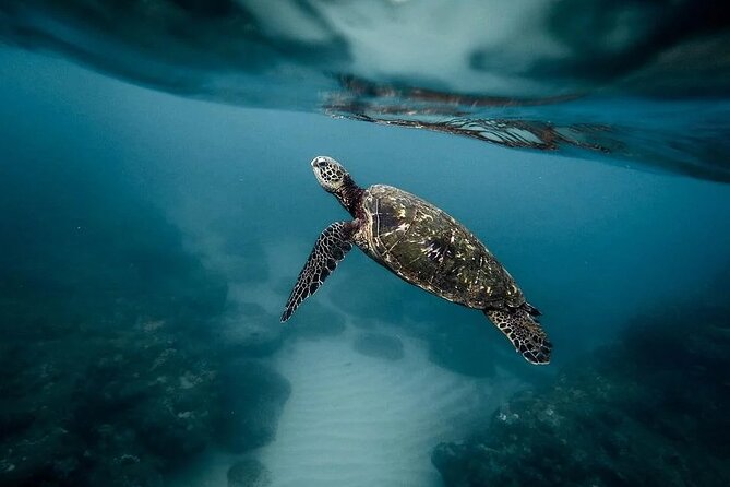 Discover the Beauty of Polynesian Waters by Boat and Snorkeling - Why this short Tahiti boat trip works