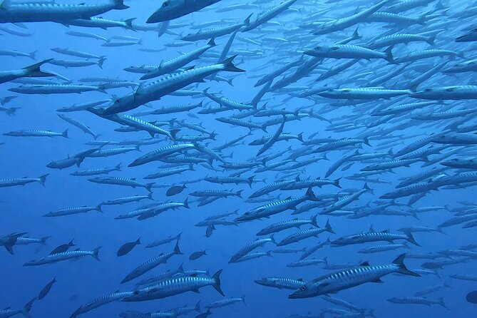 Discover the Beauty of Polynesian Waters by Boat and Snorkeling - Wildlife, equipment, and the guide’s role