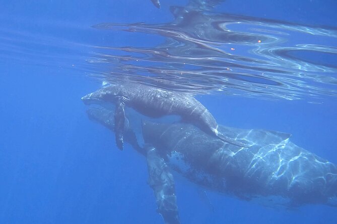 Discover the Beauty of Polynesian Waters by Boat and Snorkeling - What the $151.83 price means