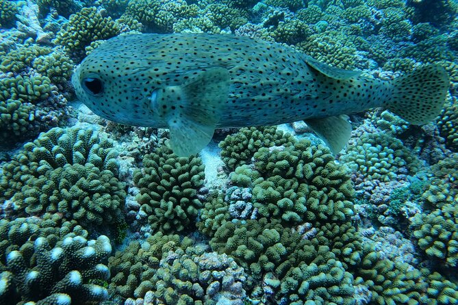 Discover the Beauty of Polynesian Waters by Boat and Snorkeling - Weather can change the whole plan