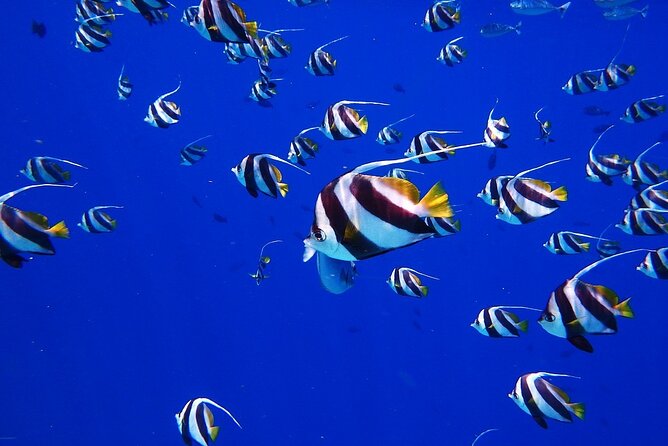Discover the Beauty of Polynesian Waters by Boat and Snorkeling - Swimming at Sapinus and the seabed spring