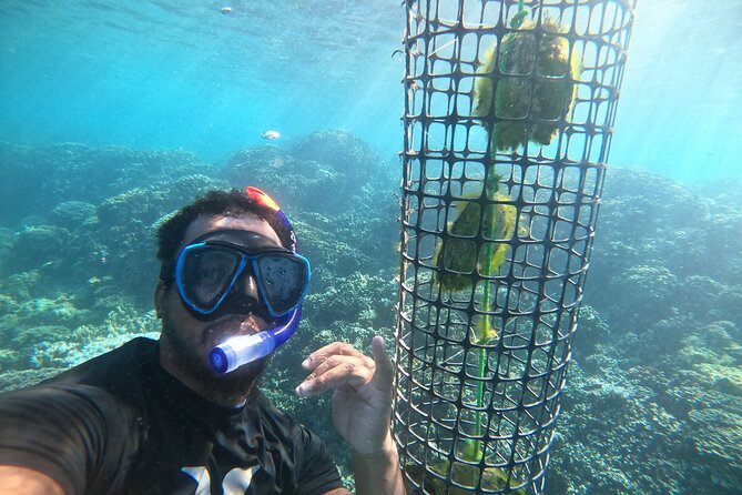 Discover the black pearl in Bora Bora - Selecting an oyster in the coral garden