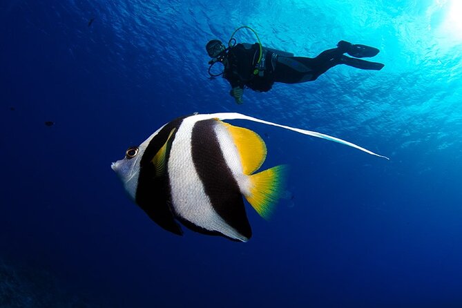 Double Diving Adventure Exploration for Certified Divers - Two Tahiti descents instead of one quick swim