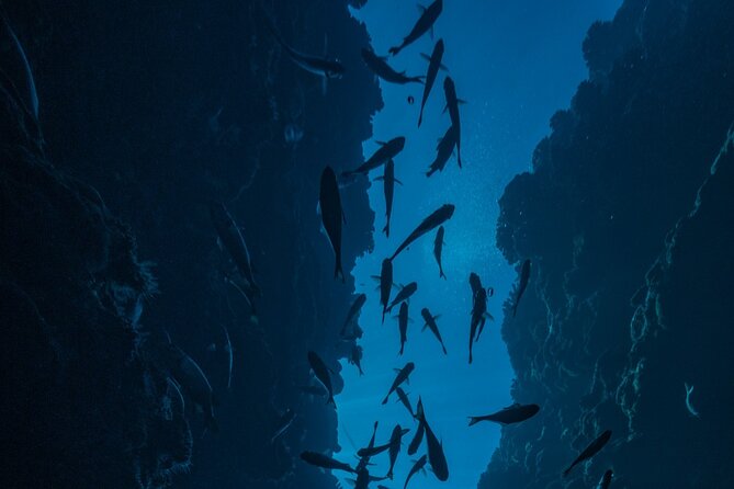 Double Diving Adventure Exploration for Certified Divers - From the InterContinental to the reef