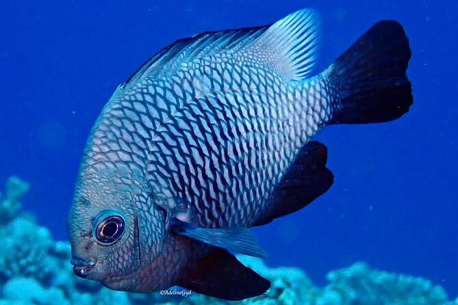 Double Diving Adventure Exploration for Certified Divers - What you may see below the surface