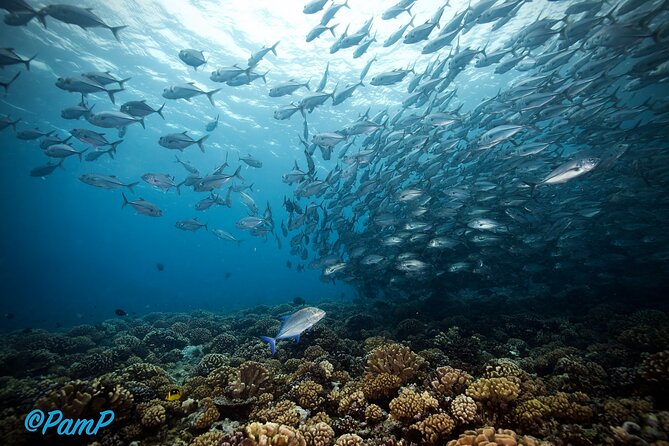 Double Diving Adventure Exploration for Certified Divers - What the $240.50 price gets you
