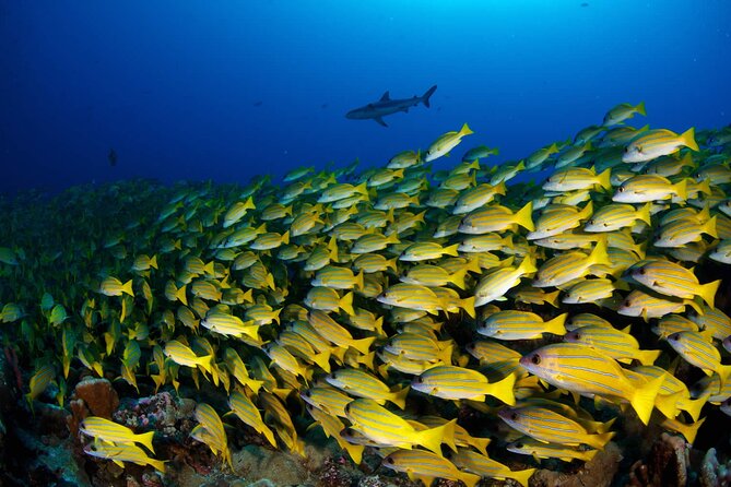 Double Diving Adventure Exploration for Certified Divers - Who will enjoy this most