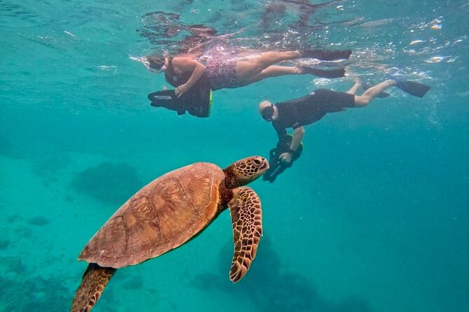 Eco Friendly Sea Scooter Turtle Tour in Rarotonga - What makes this Rarotonga tour worth considering