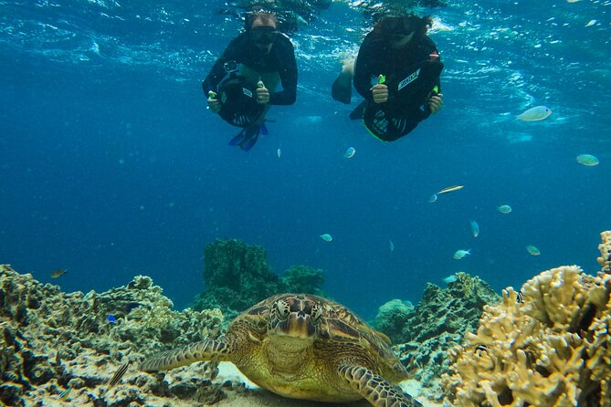 Eco Friendly Sea Scooter Turtle Tour in Rarotonga - Watching turtles, eagle rays, and schools of fish