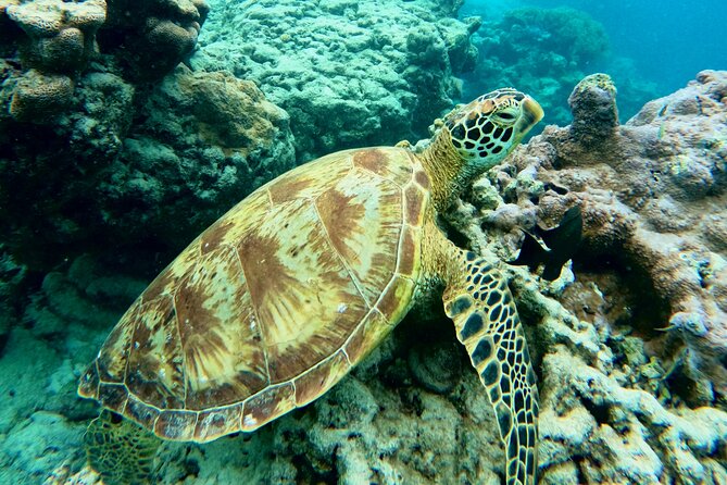 Eco Friendly Sea Scooter Turtle Tour in Rarotonga - Photos that let you put the scooter away