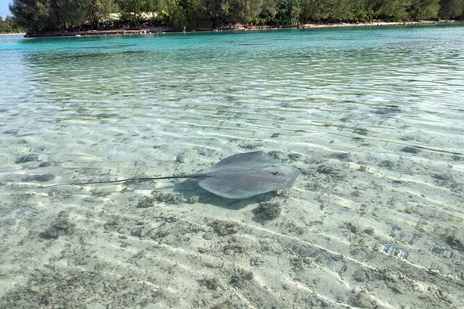 Eco guided excursion to the lagoon of Moorea in a transparent kayak Afternoon 2h - The snorkeling stop and sandy motu