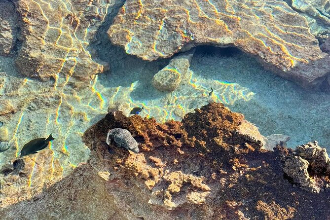 Excursion The Blue Lagoon and Reef Island - Snorkeling at the coral garden Aquarium