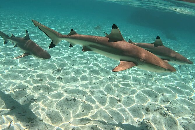 Exploration, Taha'a Lagoon Tour by Private Boat - A private morning on Raiatea and Taha’a Lagoon