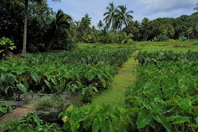 'Explore' Rarotonga Guided Bike Tour with Lunch and Swim - What the $93.09 price really covers