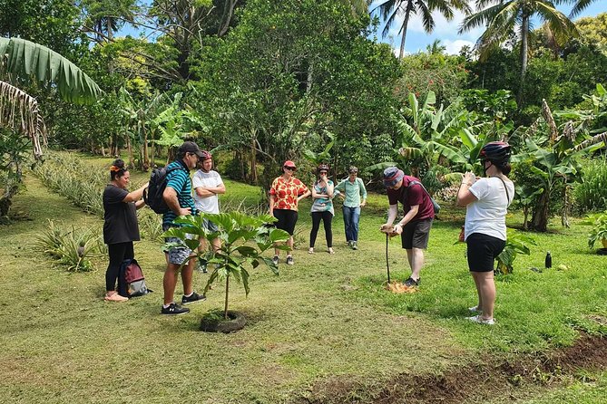 'Explore' Rarotonga Guided Bike Tour with Lunch and Swim - The Ancient Coral Road and quieter island lanes