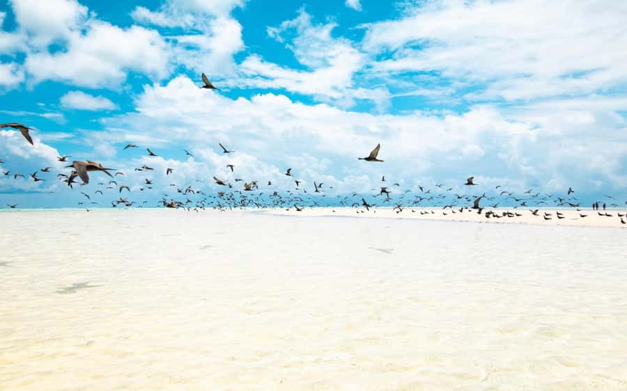 From Tahiti: Tetiaroa Island Tour by Sailing Catamaran - Free time on an island that does not feel overrun