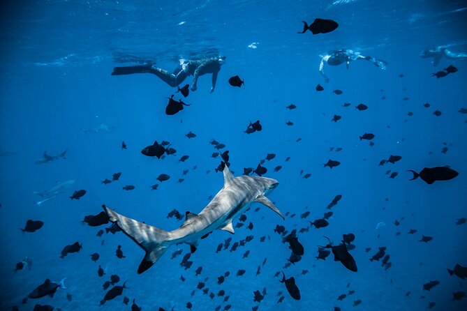 Full-Day Bora Bora Lagoon Cruise Including Snorkeling with Sharks and Stingrays - Reef sharks without the drama