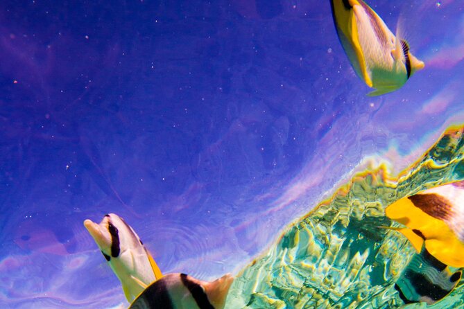 Full-Day Bora Bora Lagoon Cruise Including Snorkeling with Sharks and Stingrays - What to bring, and what the included gear really means