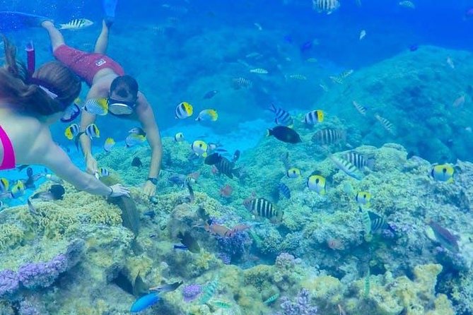 Full-Day Bora Bora Lagoon Cruise Including Snorkeling with Sharks and Stingrays - Manta rays, eagle rays, and the open lagoon